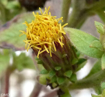 Inula conyza  -  inule conyze