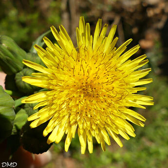 Sonchus asper - laiteron rude