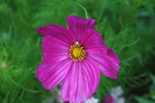 Quelques images du jardin