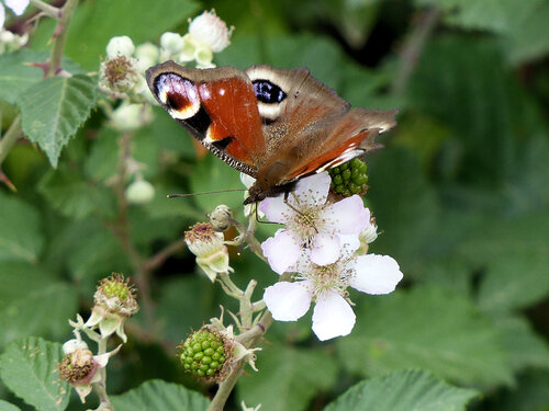 le papillon sur les ronces 