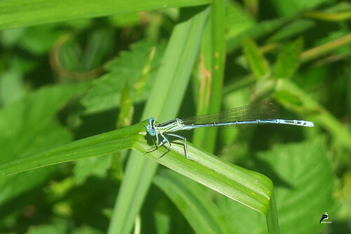 Agrion sp.