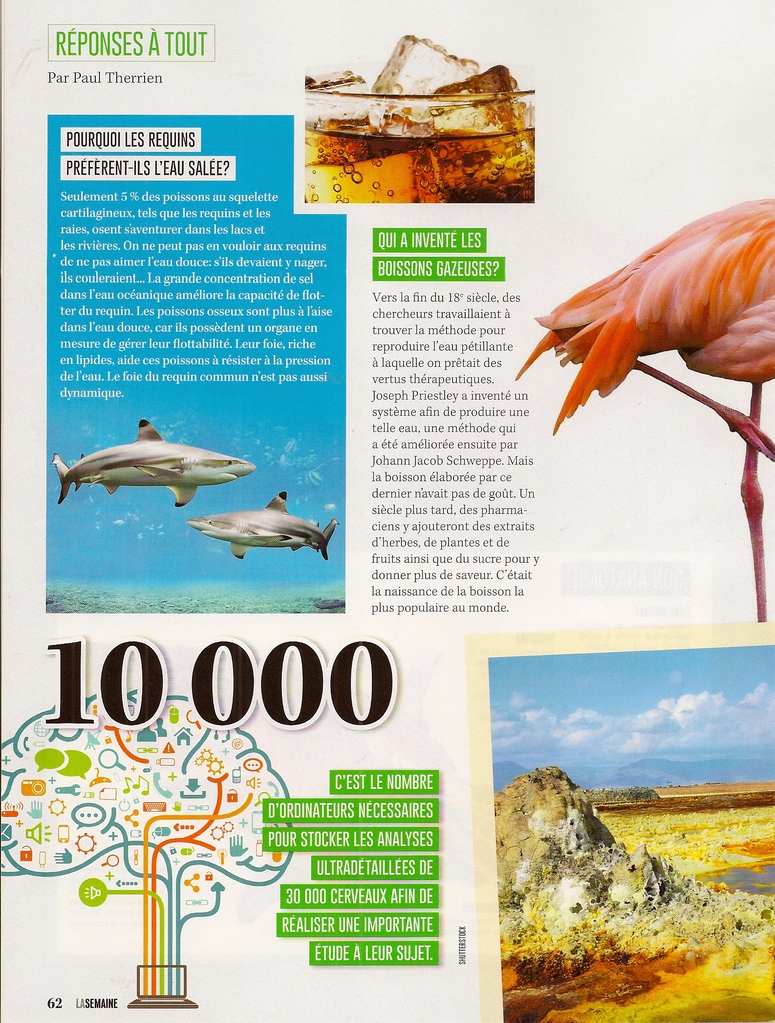 Réponses À Tout:  Pourquoi les flamants roses se tiennent-ils sur une patte? + autres articles (2 pages)