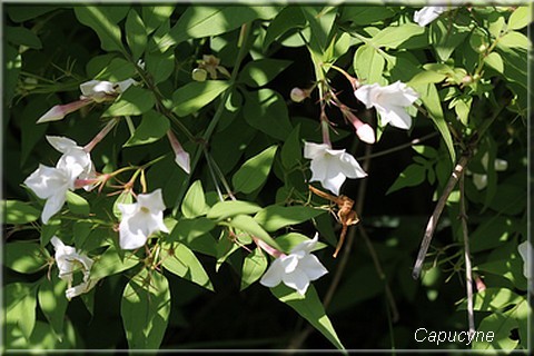 Les grimpantes au jardin