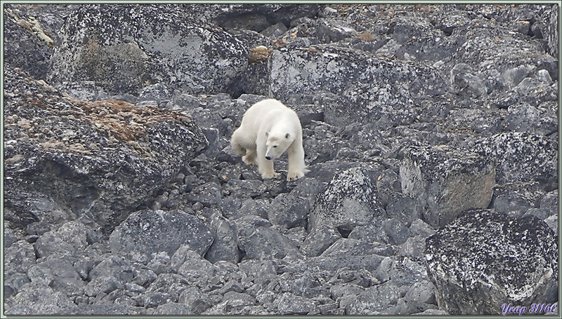 Rencontre avec le seigneur de l'Arctique : l'ours polaire - Magdalenfjord - Spitzberg - Svalbard - Norvège