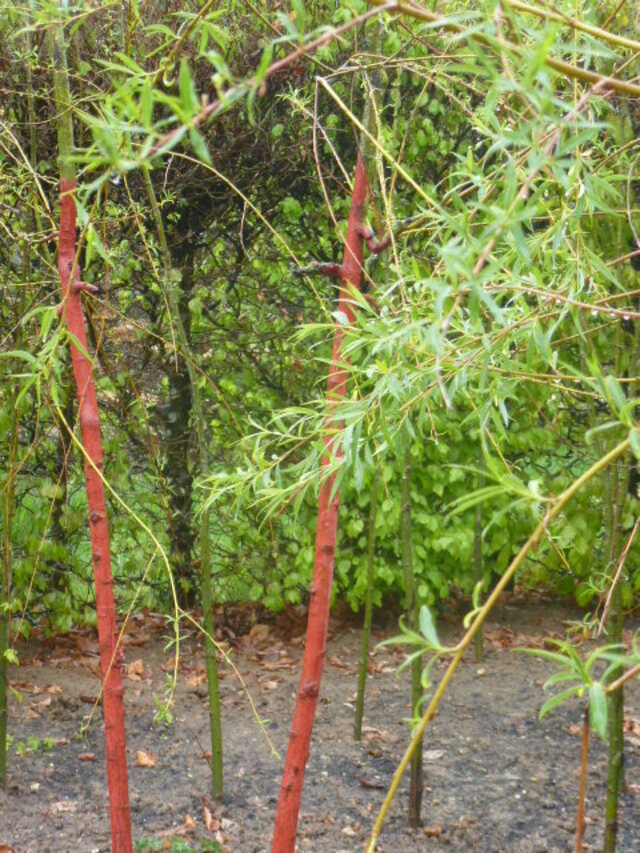 Suite de la visite des Jardins 2013 du Chateau de Chaumont.