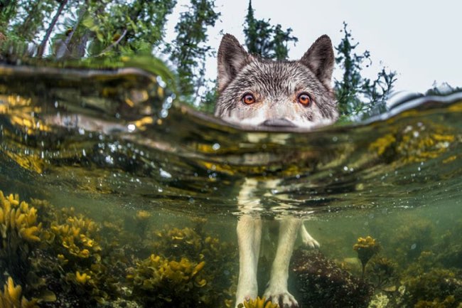 national geographic plus belle photos 2015 17 - 20 Photos Préférées du National Geographic sur Internet en 2015 national geographic plus belle photos 2015 17 - 20 Photos Préférées du National Geographic sur Internet en 2015
