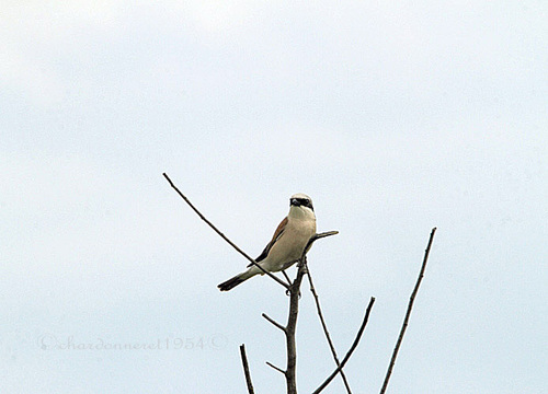 pies-grièche écorcheuse {Lanius collurio}{Red-backed Shrike}