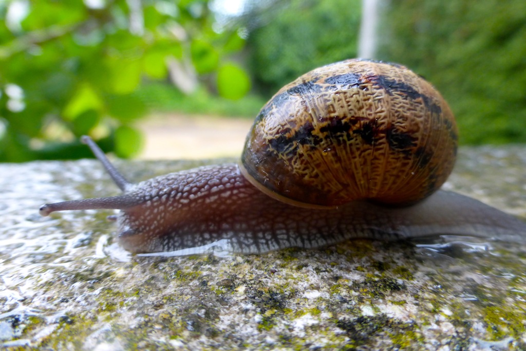 Blog en grandes vacances: mais avec quelques fleurs, sous la pluie!