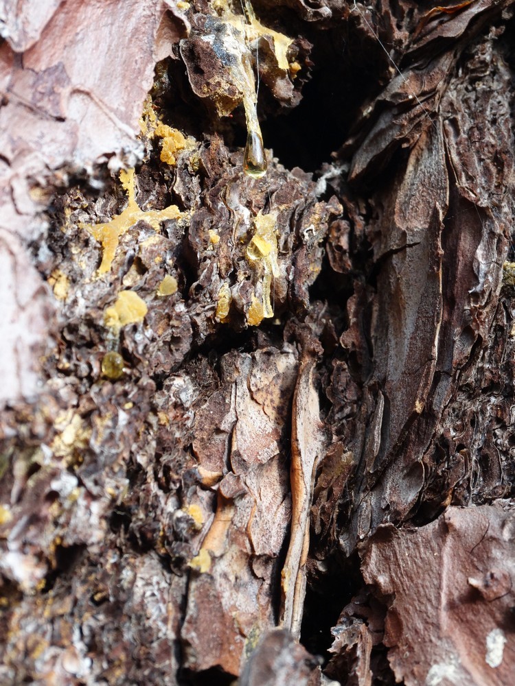 La sève du pin s'écoule, goutte à goutte...