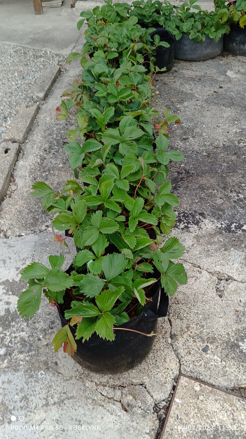 Tomates soleil et fraises