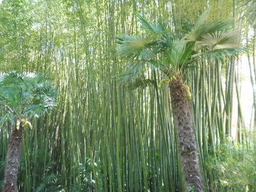 La bambouseraie en Cévennes gardoises.