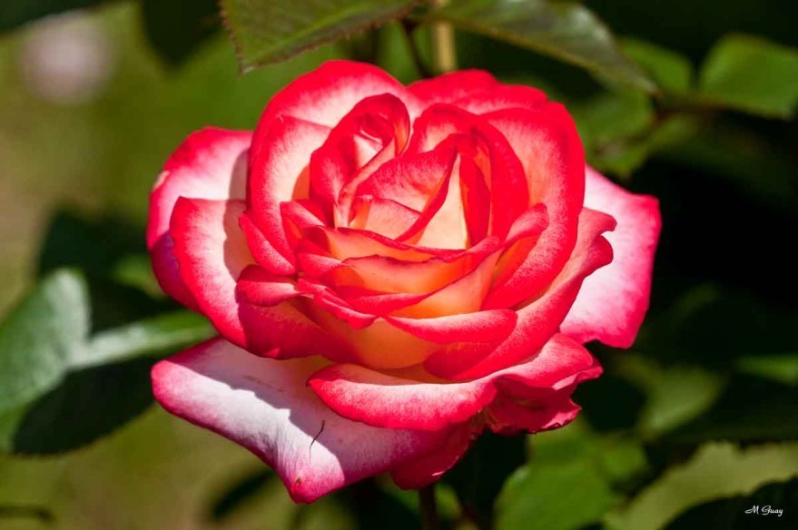 rose-bicolore-5991.jpg