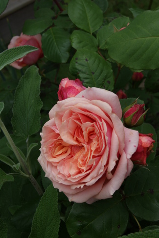 rosier generosa de Guillot : le rosé saumoné ' Paul Bocuse '