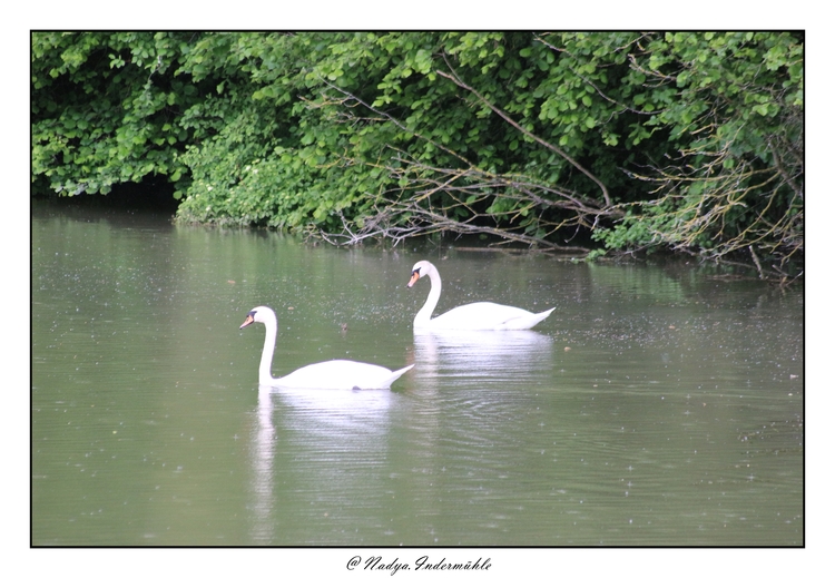 Cygne, à Givry (08)