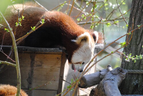 Kaala, la femelle panda roux. 