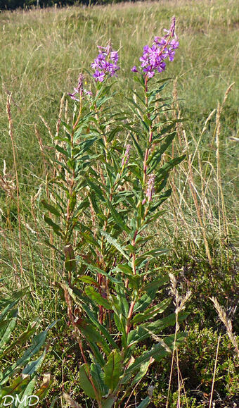 Epilobium angustifolium - épilobe en épi - laurier de St Antoine