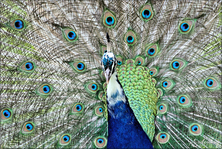 Photo de Paon bleu - Marais aux Oiseaux