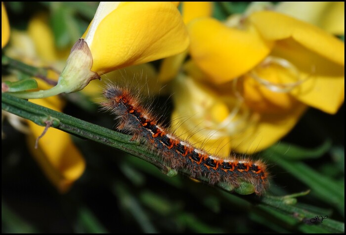  Lasiocampa quercus.