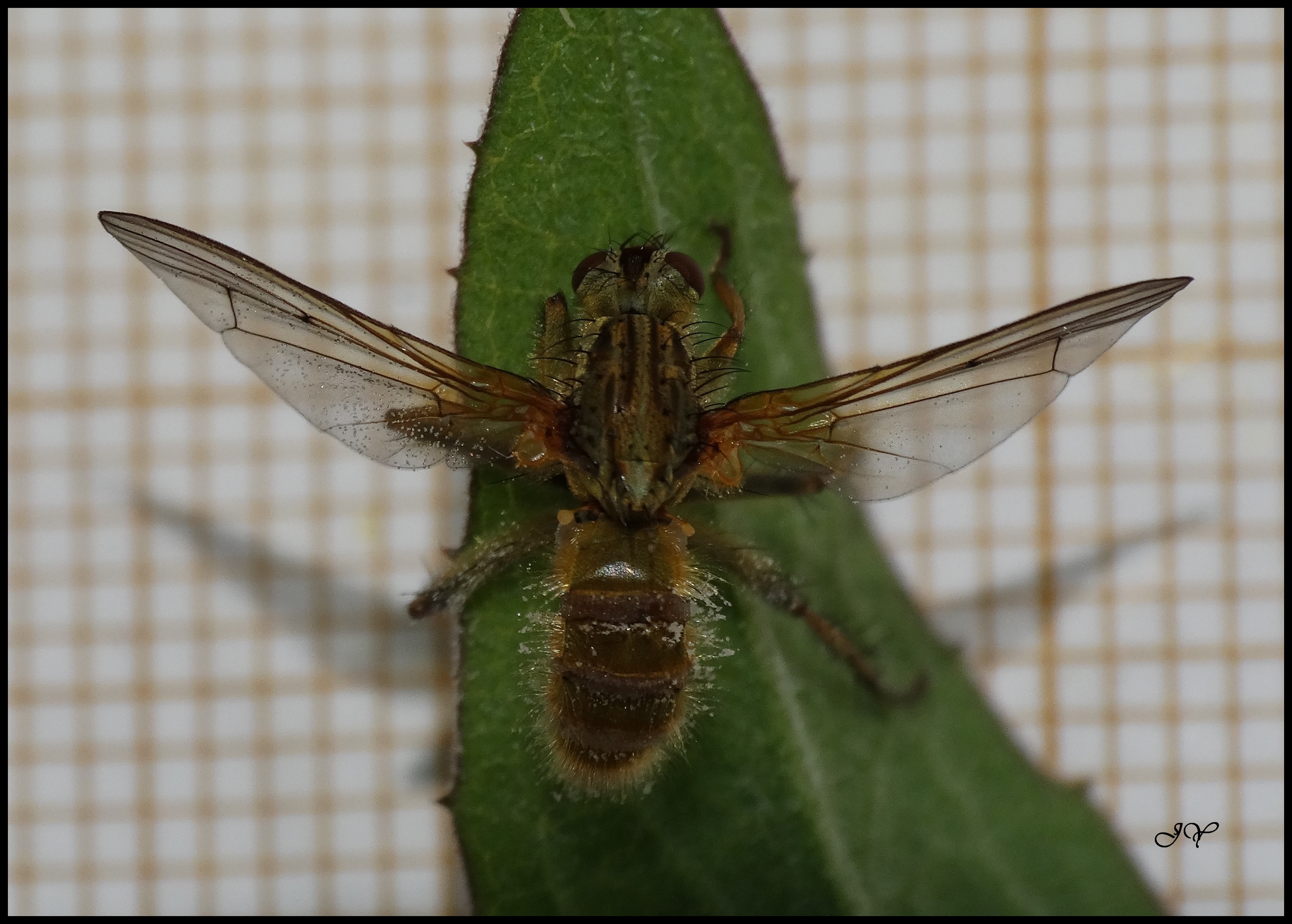 Le champignon tueur de mouches:: Entomophtora muscae 