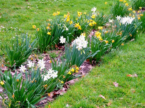 Fleurs du printemps 