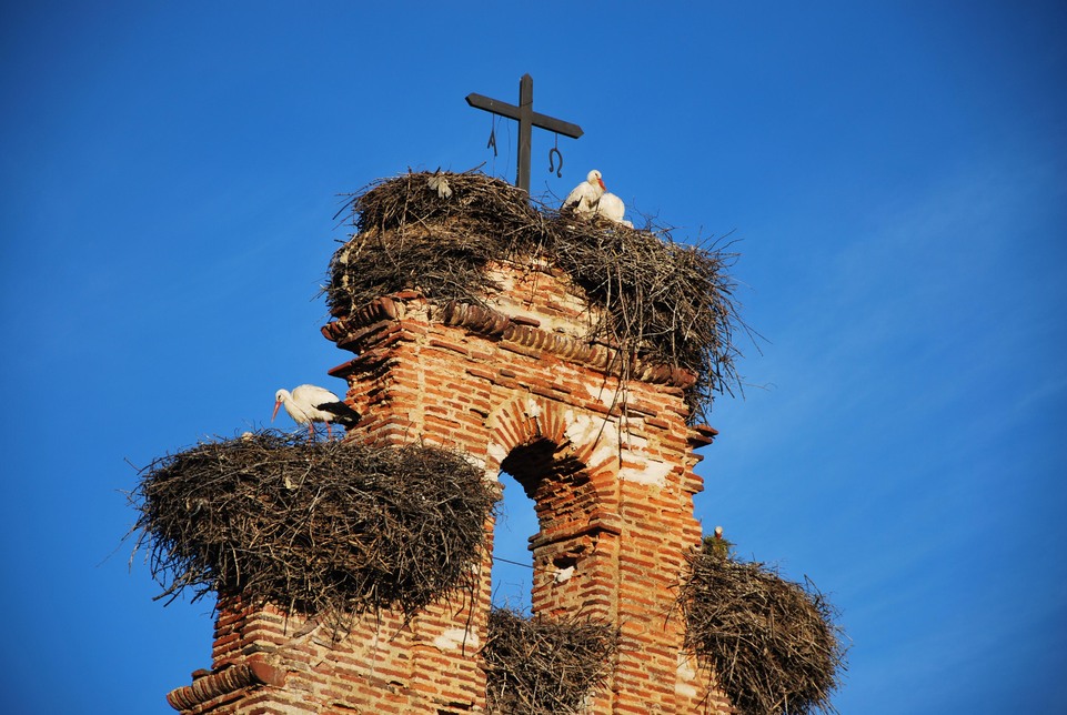 J44 - Valverde de la Virgen - Nids de cigognes sur le clocher