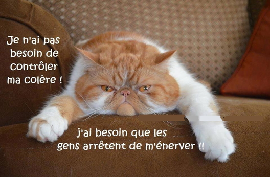 Chats alors !