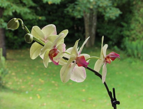 L'orchidée a refleuri
