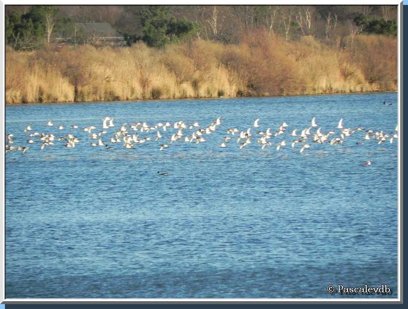 Le sentier du littoral au Teich