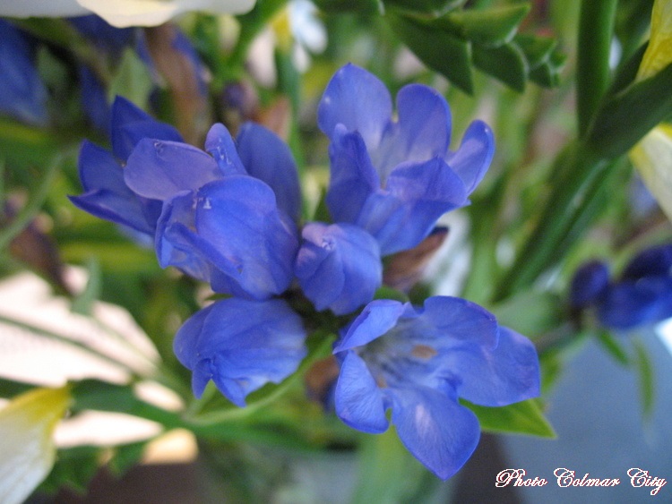 Des fleurs chez le coiffeur 36