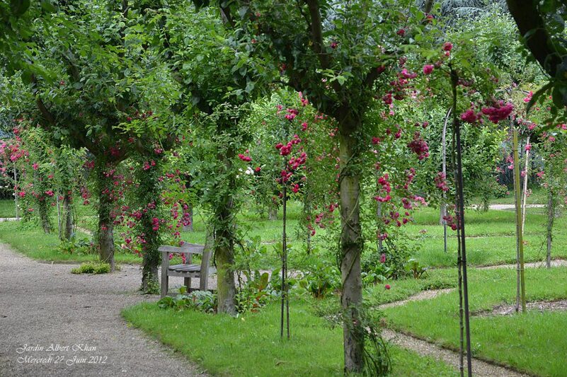 Jardins Albert Kahn : La Roseraie