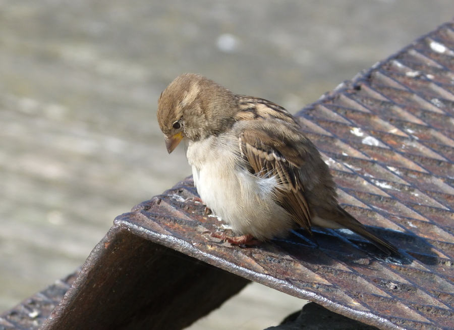 Mes oiseaux 