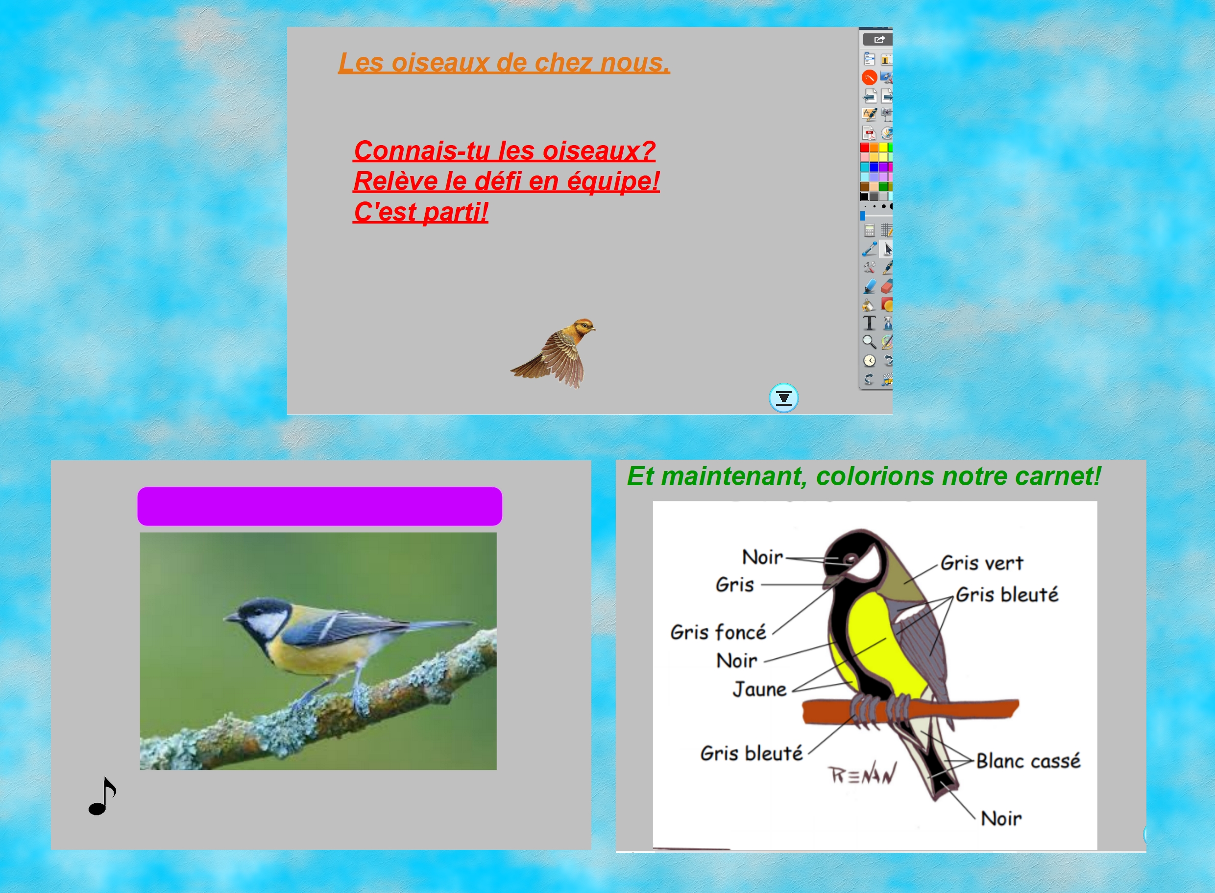 presentation paperboard oiseaux
