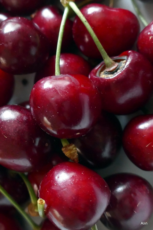 Le temps des cerises !