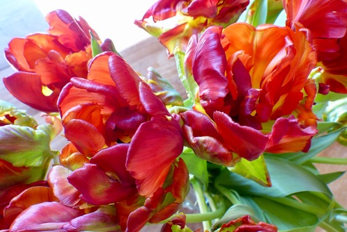 Tulipes perroquet, suite...
