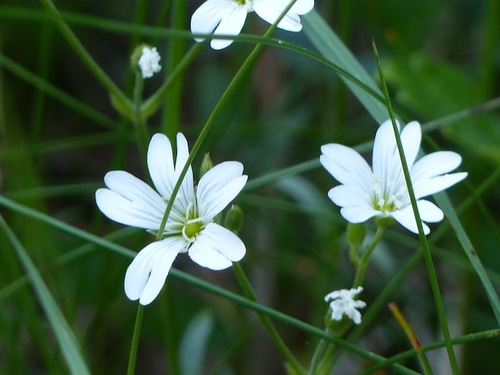 Fleurs du Champsaur (2)