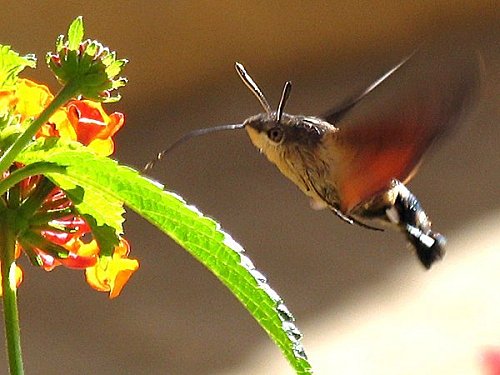 Macroglossum stellatarum01