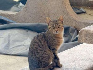 La petite nouvelle, fraîchement capturée, probable sœur d'Azur