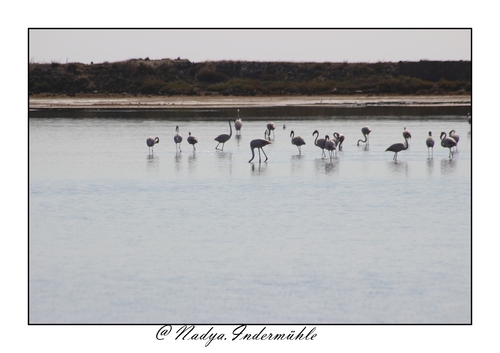 Flamant rose à Gruissan 