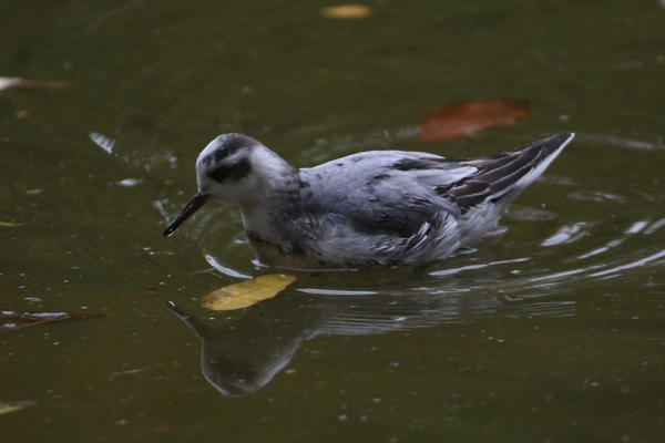 Le Phalarope des Buttes-Chaumont