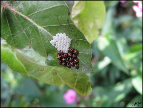 Punaises et araignée.