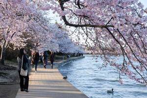 rainbow cherry blossoms swans lake 