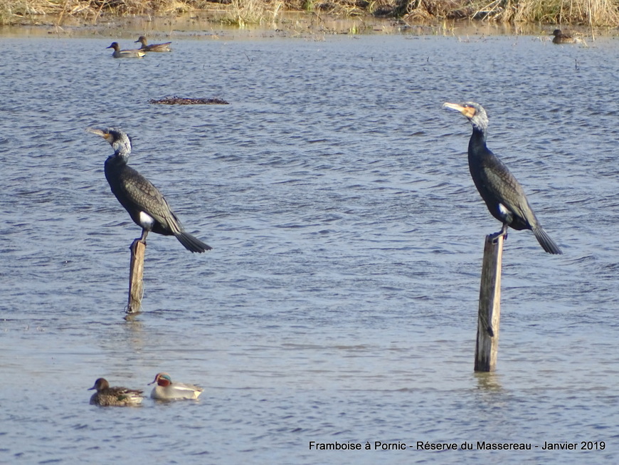 Oiseaux de la réserve du Massereau - Migron  - 2019 