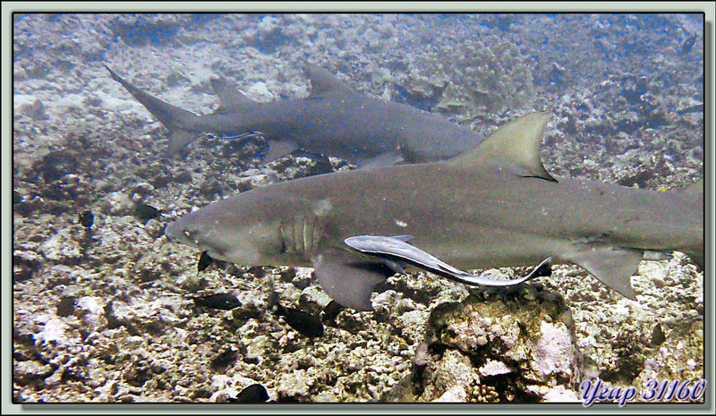 Plongée bouteille : requins citrons et poissons rémoras - Moorea - Polynésie française