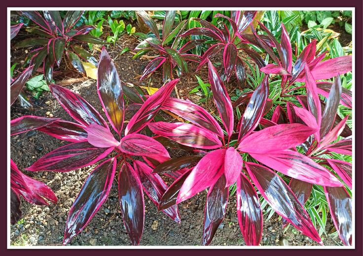 Guadeloupe - Ile de Basse-Terre : Jardin botanique de Deshaies