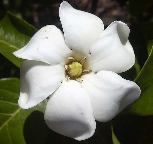 Fleurs cultivées : Gardénia