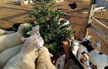 Les moutons ont aussi leurs sapins de Noël ...