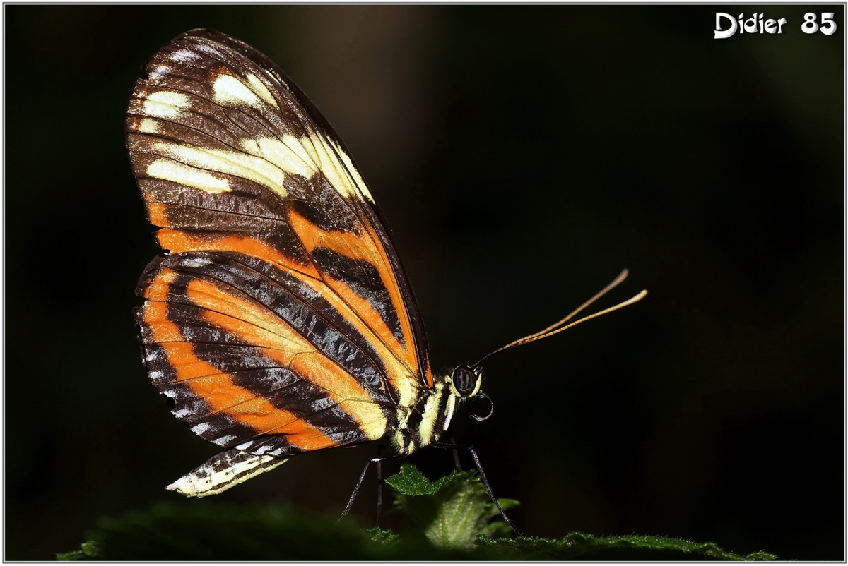 Oeil du Tigre (2) - Heliconius ismenius