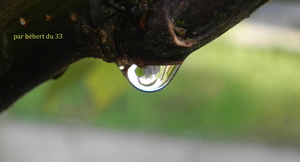 des gouttes d'eau au jardin