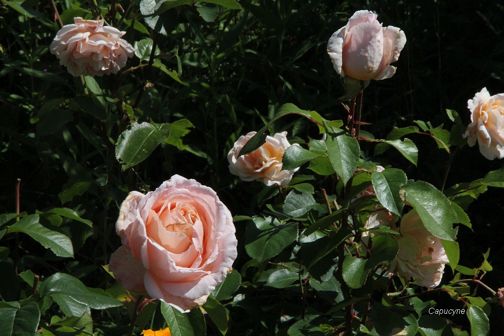 Rosiers  paresseux ? Jade et André la Nôtre