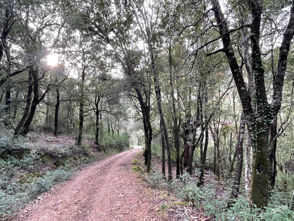Balade en forêt de Piriu - Mansu - Corse